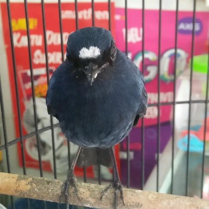 burung cingcoang biru rajin