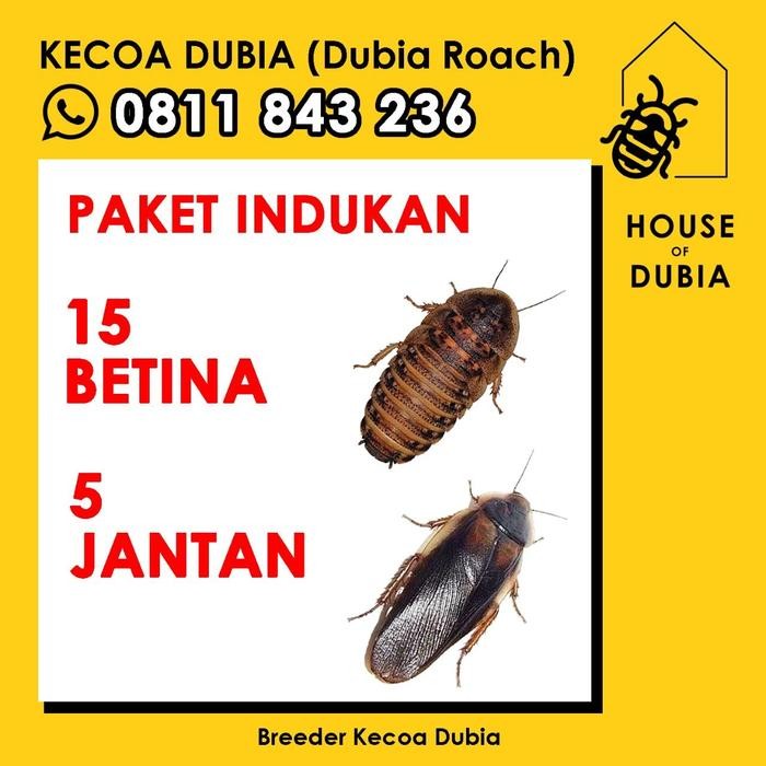 Pilihan- Paket Indukan Kecoa Dubia 15 Betina + 5 Jantan Pakan Reptil