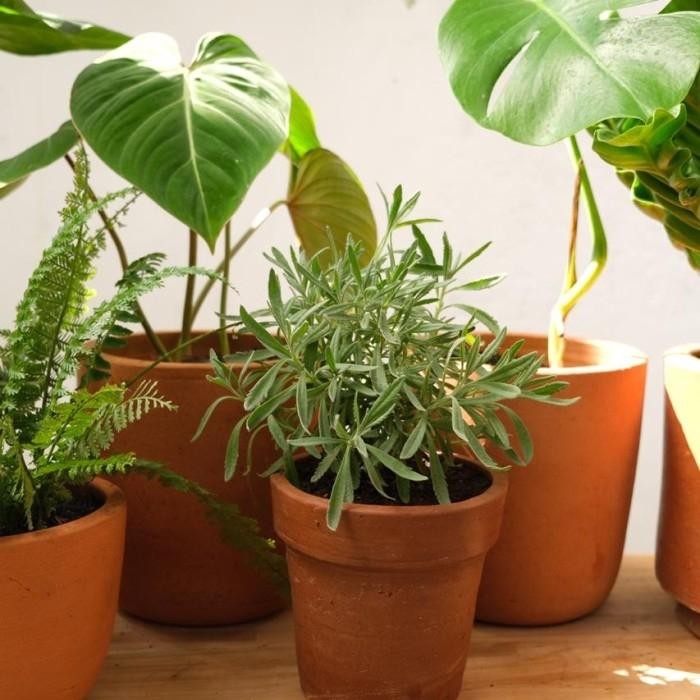 Tanaman Lavender asli English