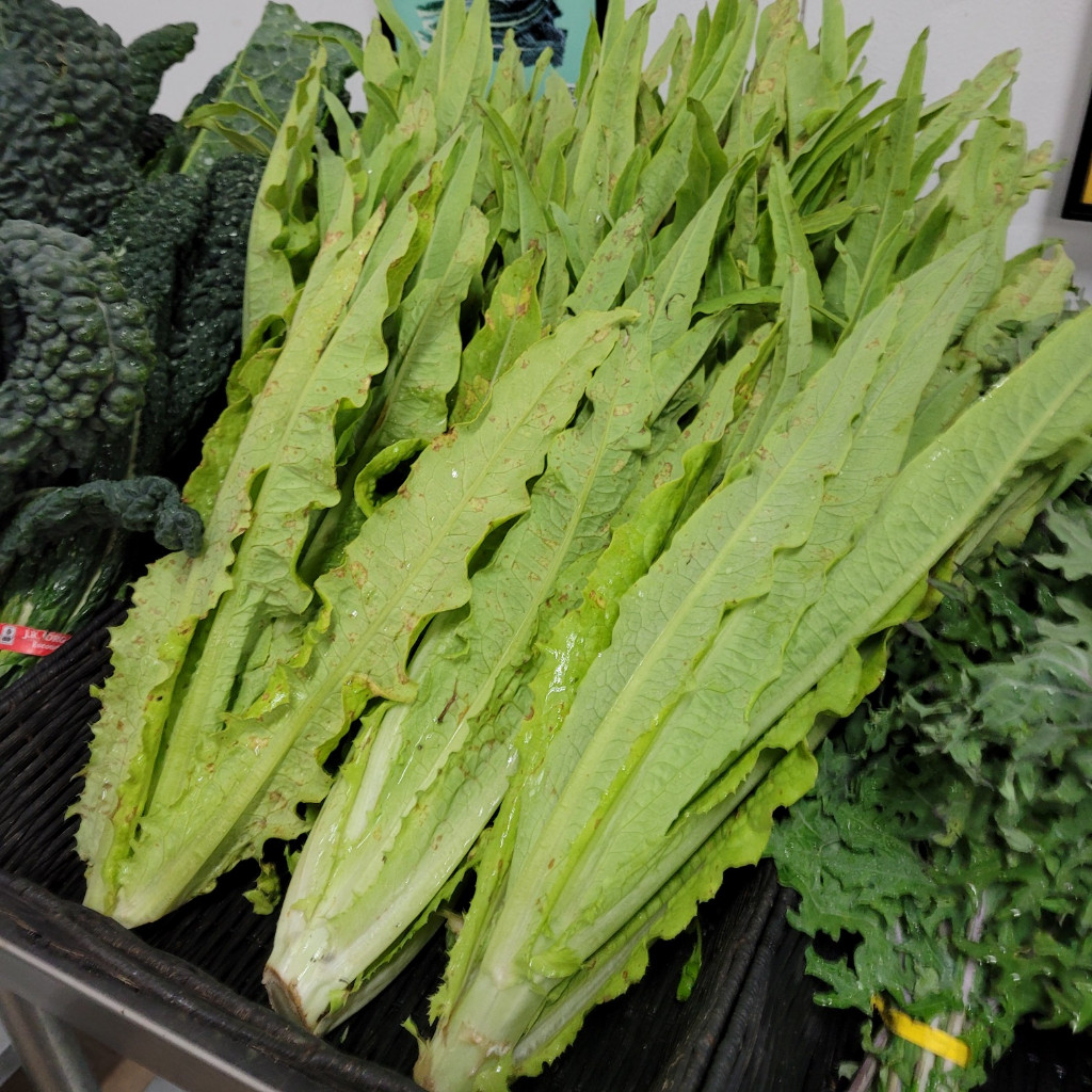 Terlaris - 50 Bibit Benih Fumak Hijau