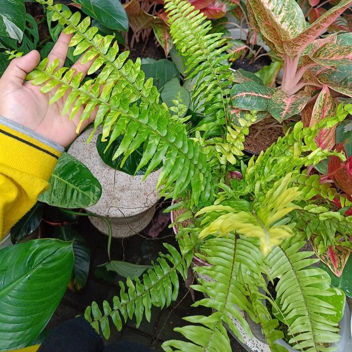 Stok Baru tanaman hias pakis Boston variegata rimbun besar.