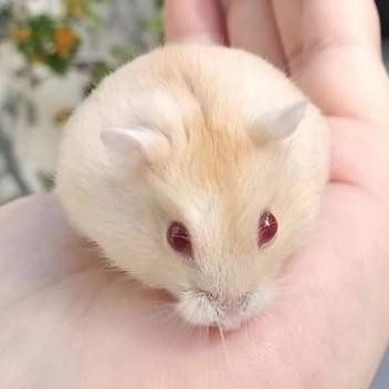 t00e- Hamster Winter White Golden Red Eye