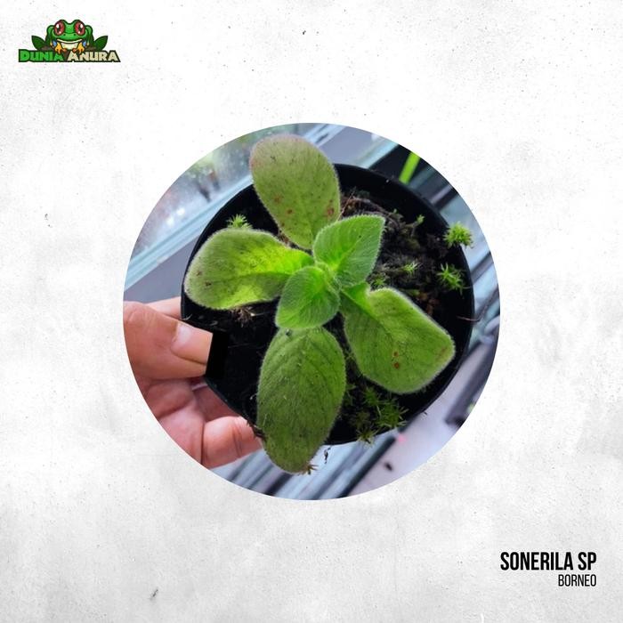 TANAMAN VIVARIUM SONERILA SP