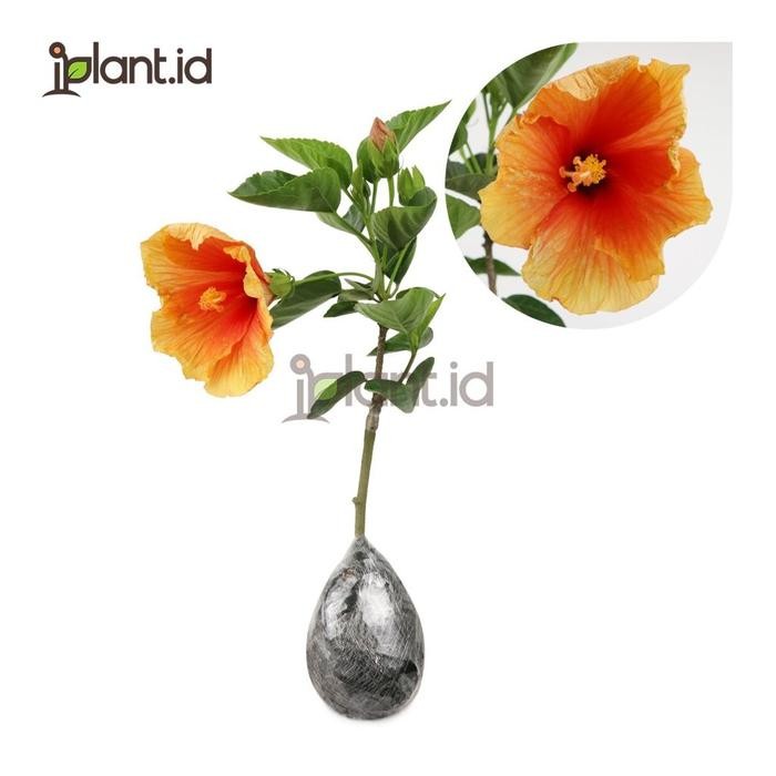 [ Bunga Sepatu Bangkok ]