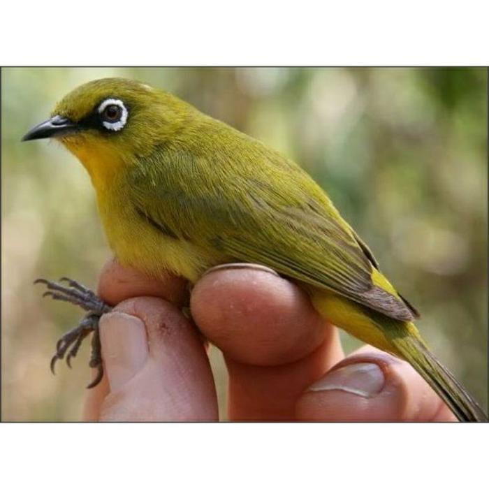 Pleci Dakun Lokal Pacitan Harga Grosir #Gratisongkir