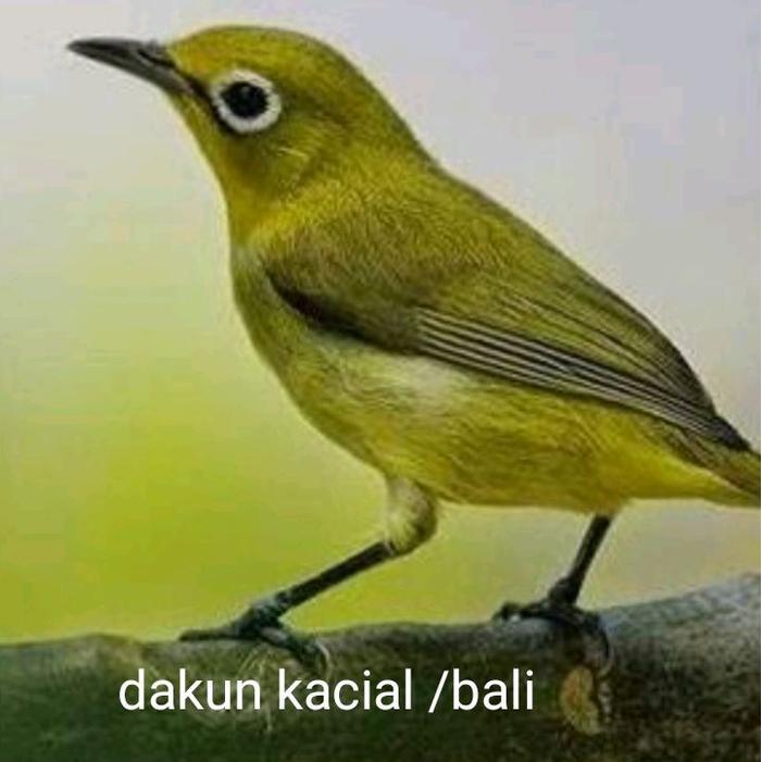 Ready Terlaris Pleci Casial/Dakun Bali Pilihan Jantan Promo Murah