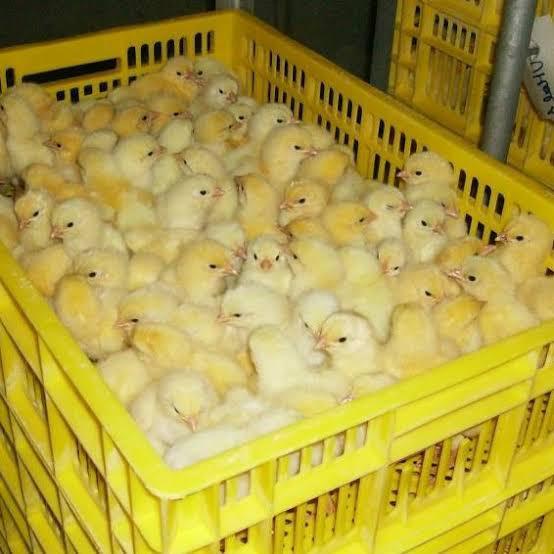ANAK AYAM BROILER HIDUP TOP GRADE BELI 10 GRATIS 1 PROMO TERMURAH