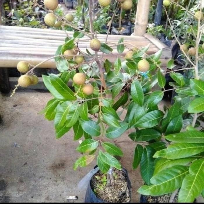 

pohon lengkeng matalada siap berbuah