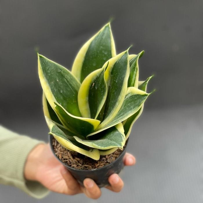 SM- Sansiveira Pagoda Tanaman Hias Cantik Unik Murah Mini Kaktus Sukulen