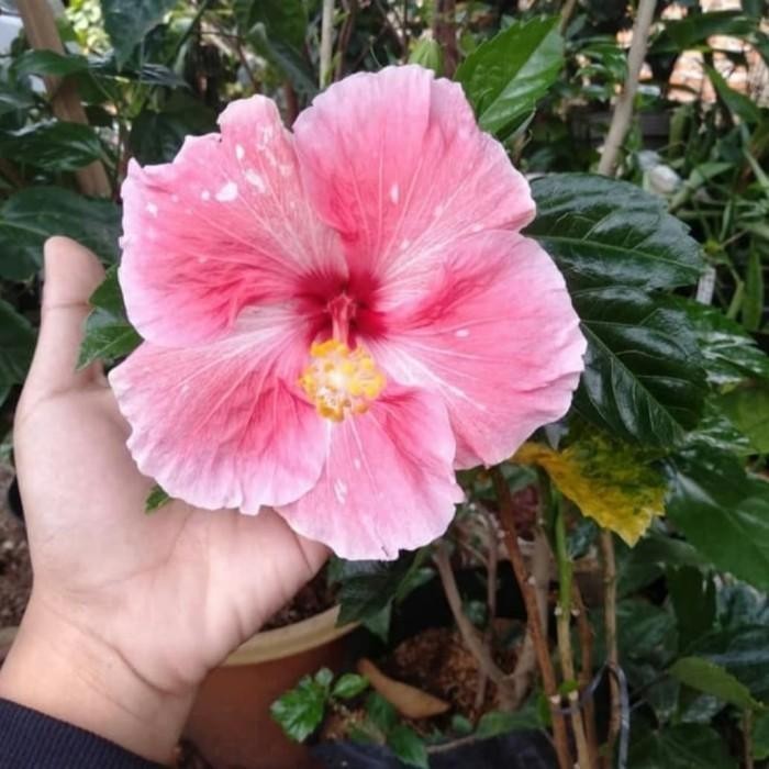 SM- Tanaman hias hibiscus jumbo/kembang sepatu jumbo
