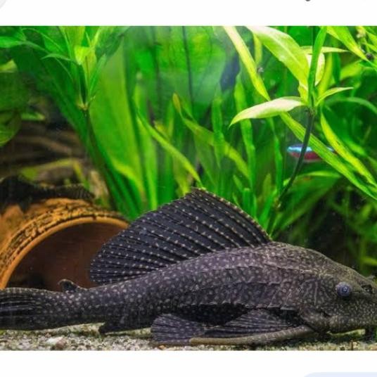ORIGINAL ikan sapu2 hitam ( 19-20cm ) pembersih kaca aquarium READY STOCK