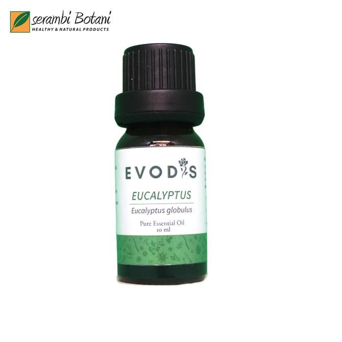 Essential Oil & Aromatheraphy Evodis Eucalyptus