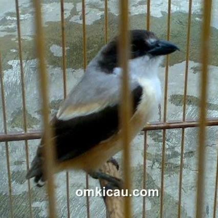 ORIGINAL pentet blangkon bahan (bondolan) READY STOCK