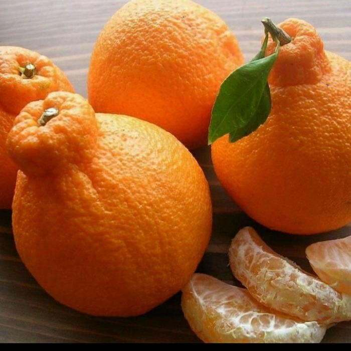 BIBIT JERUK DEKOPON SUDAH BERBUAH ASLI