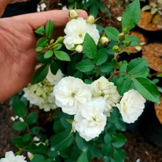 TANAMAN HIAS MAWAR PUTIH RAMBAT, BUNGA BANYAK