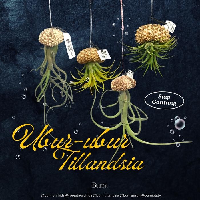 PetShoPq- Ubur-Ubur Tillandsia Siap Gantung / Kerang Sea Urchins / Landak Laut / Bulu Babi Tilly