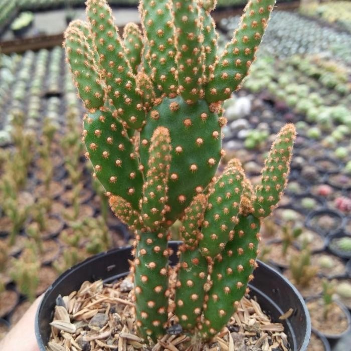 [ kaktus sukulen opuntia tuna duri cokelat ]