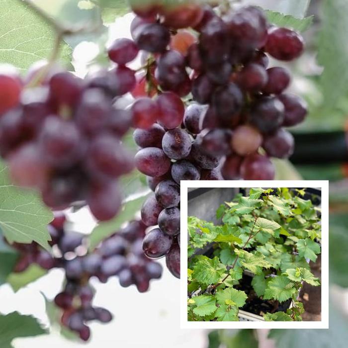 Bibit Anggur Jupiter Grafting - Anggur Impor Paling Genjah