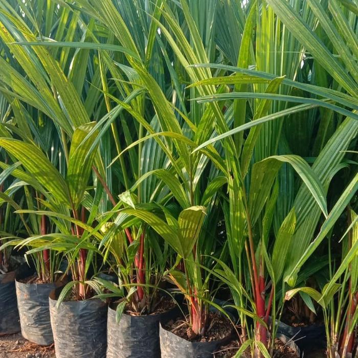 Ready Stok tanaman palem merah 1 meter