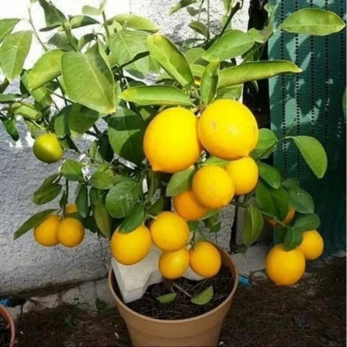 Bibit Tanaman Buah Jeruk Lemon California Okulasi - Lemon California Harum - Lemon California