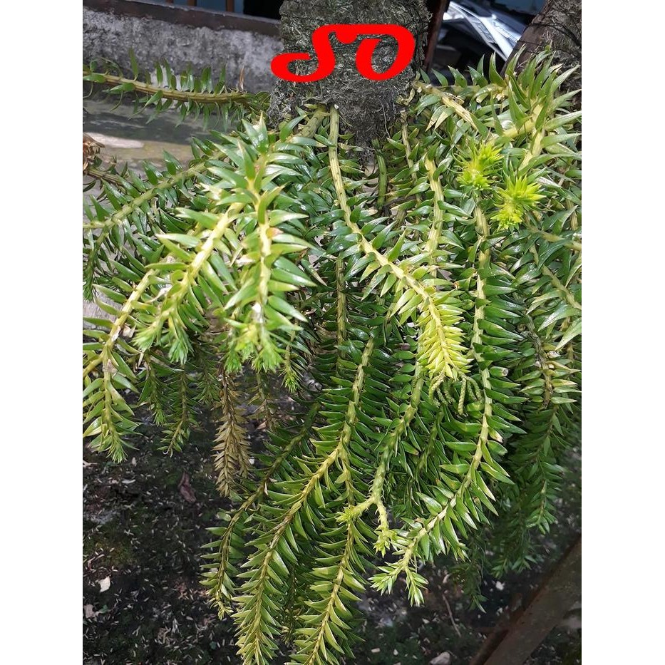 

Mini Huperzia Plegmaria