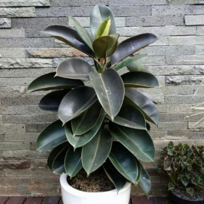 

Tanaman hias karet kebo // ficus elastica // tanaman membantu membersihkan udara