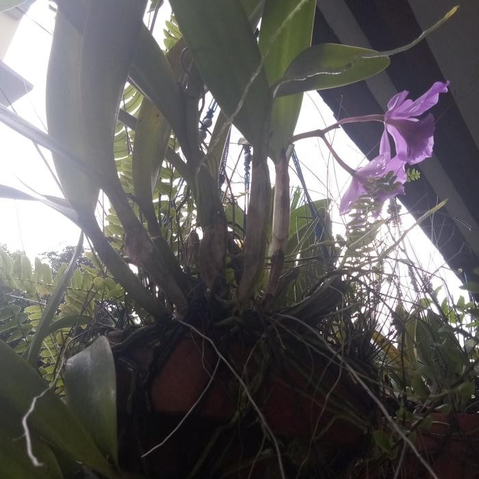 BERKUALITAS anggrek cattleya dewasa