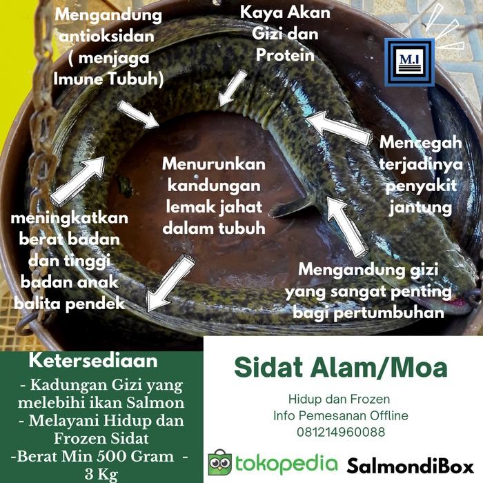 Ikan Sidat Alam (Anguailla) / Pelus / Moa - Hidup