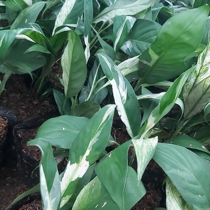 Tanaman hias peach lily varigata