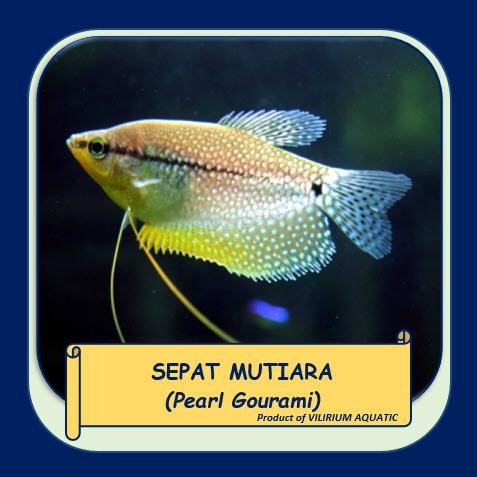 t00e- Ikan Hias Air Tawar - Pearl Gourami Aka Sepat Mutiara