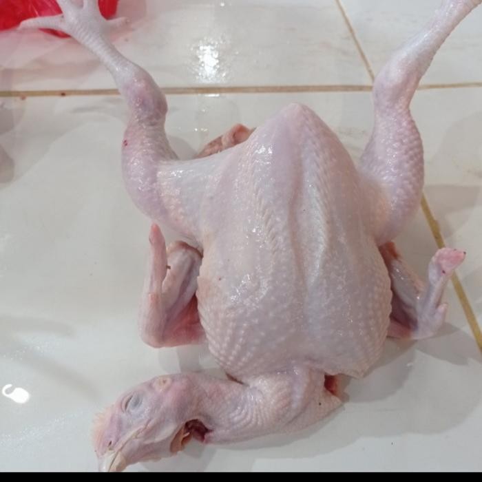 Instanbisa- Ayam Broiler Hidup Potong Dadakan Berat 0,8 - 0,9 Kg 1 Ekor