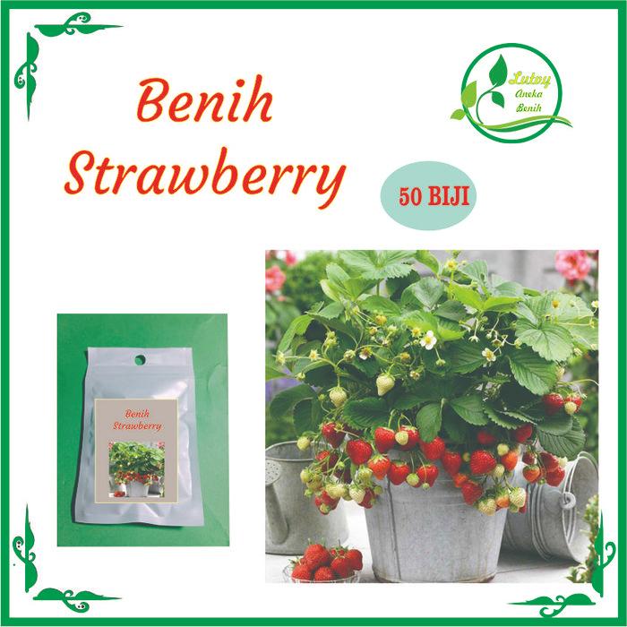 BIBIT F1 BENIH STRAWBERRY ISI 50 BIJI