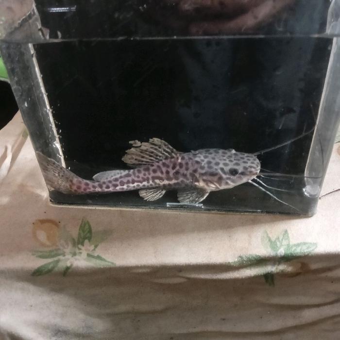 ikan jaguar catfish panther rtc x peruno rare