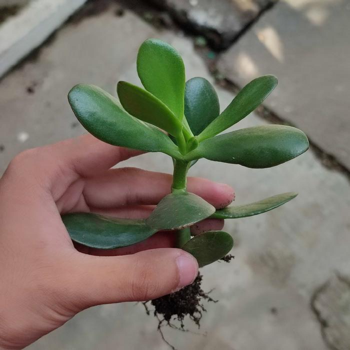 Sukulen Jade Plant/Sukulen dolar/Crasulla ovata