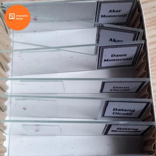 PREPARAT ANATOMI TUMBUHAN (ISI 6 MACAM)