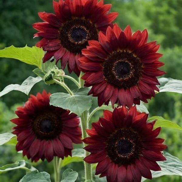 Bibit Benih Biji Bunga Matahari Merah VELVET QUEEN isi 10 biji