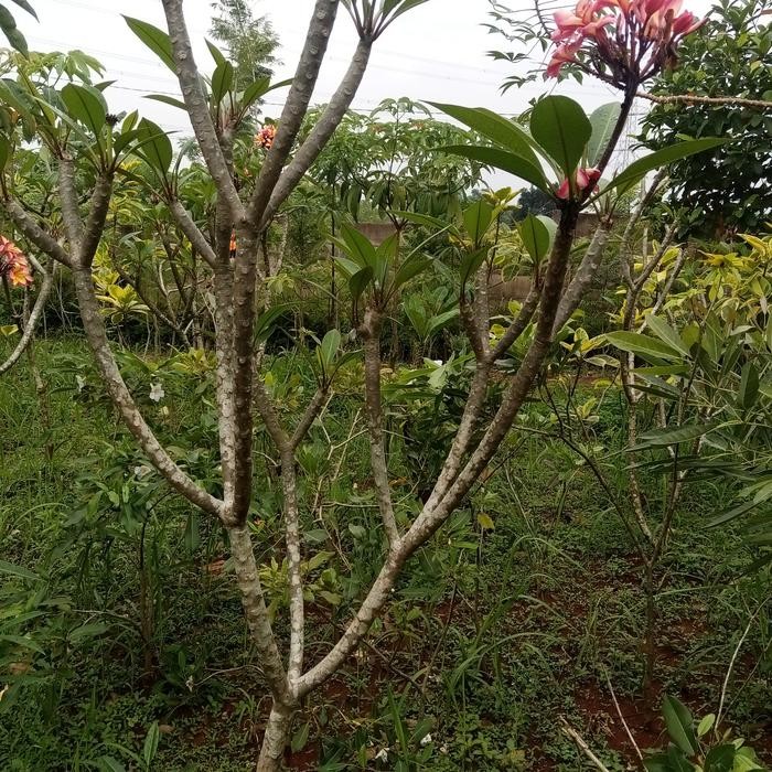 

Tanaman Hias kemboja bali warna bunga Tricolor / POHON KEMBOJA 2 METER