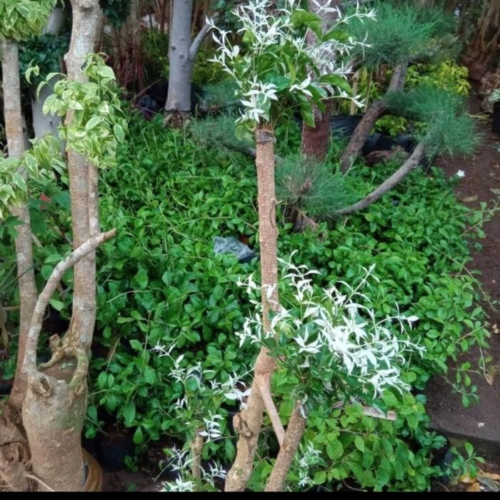 pohon bonsai putri salju