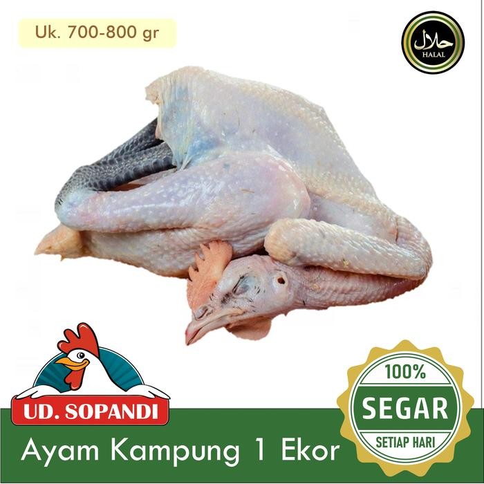 

Pilihan- Ayam Kampung Segar Per Ekor