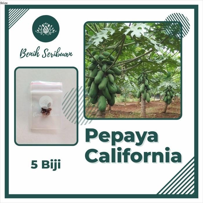 5 Benih Pepaya California F1 Hibrida Bibit Buah Calina IPB Unggul