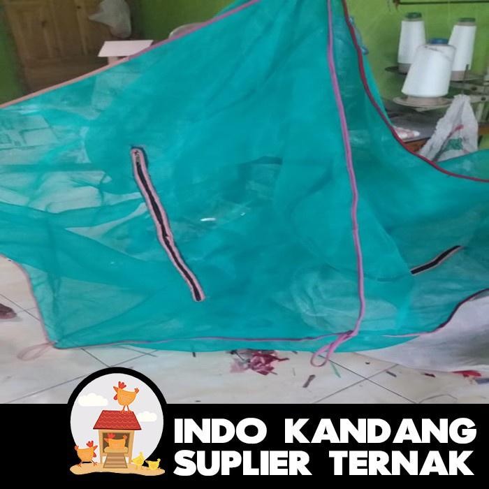 KANDANG BSF MAGOT MAGGOT LALAT BSF