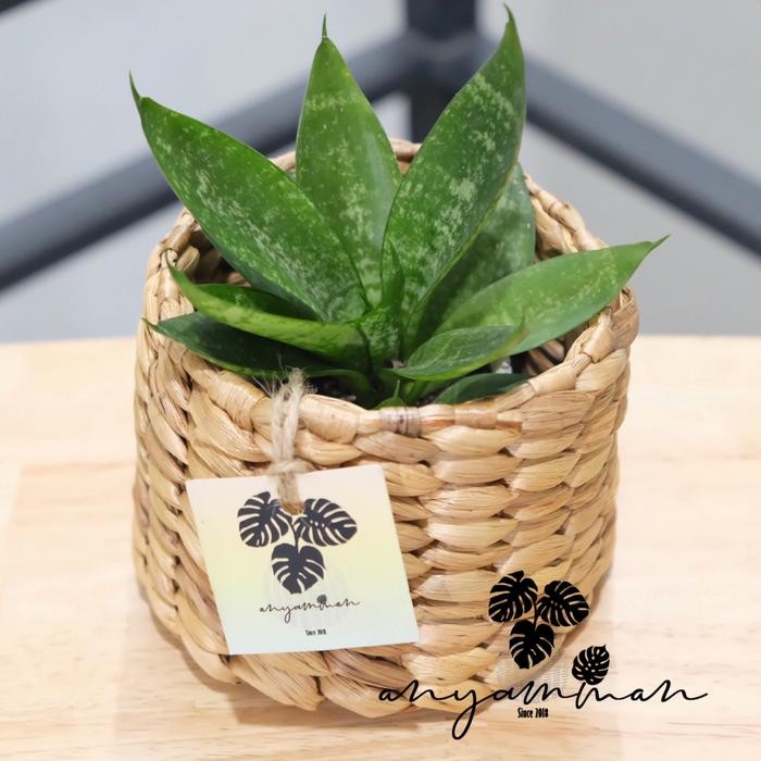 Cover Pot Anyaman Enceng Gondok/Eceng Gondok Natural Bulat Mini