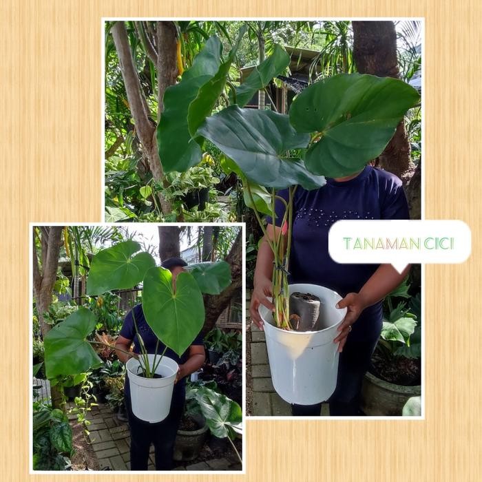 ID TANAMAN ANTHURIUM BUNGA BESAR TANAMAN HIAS SURABAYA