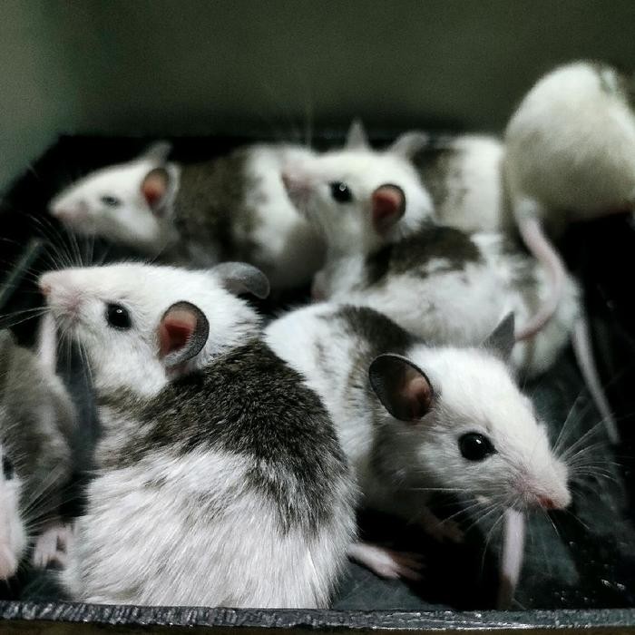 30k6- African Soft Fur Medium