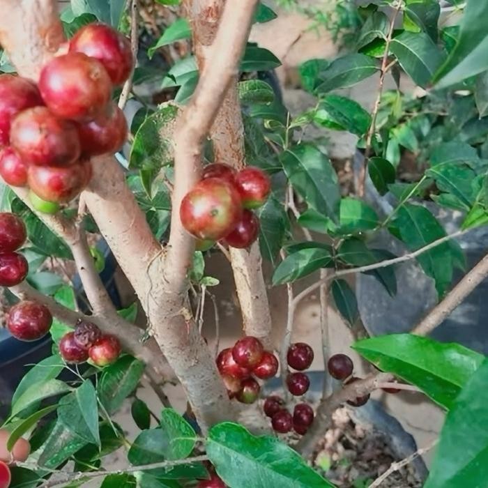 Benih bibit pohon anggur brazil escarlate indukan super (1 meter up)