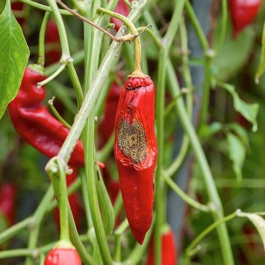 NewsBanget- Fungisida Zpt Nativo 75Wg 50 Gr Asli Original 100% Obat Jamur Cacar Daun Tutul Bulai