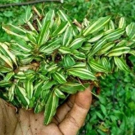[ Bibit Rumput Gajah Mini Variegata - Rumput Gajah Putih ]