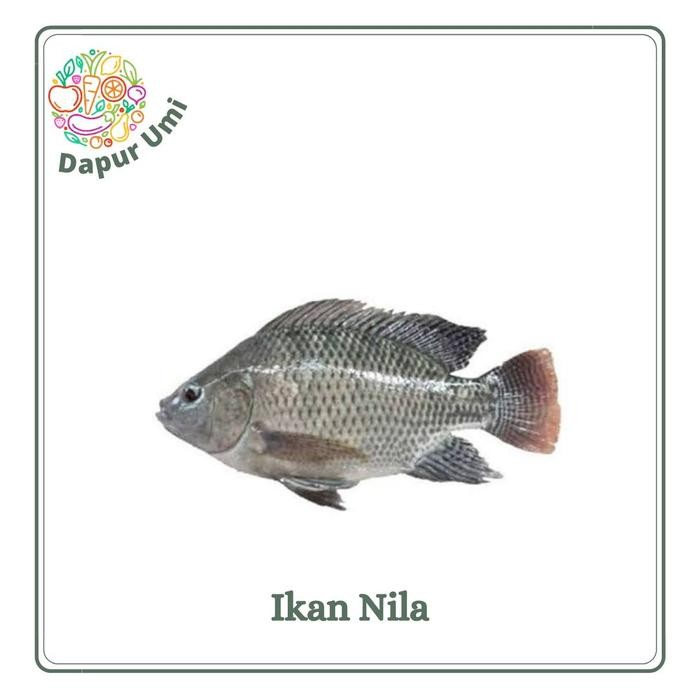 Eat77- Ikan Nila - Ikan Fresh Purwakarta