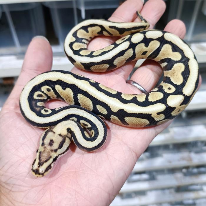 TERBARUU Ball Python Normal Jantan Murah Sehat Garansi Pengiriman