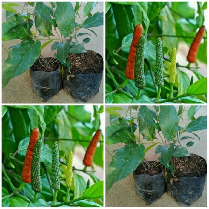 DISKON 10 Biji - Benih Cabe Herbal Cabe Jawa